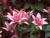 Unknown Lily